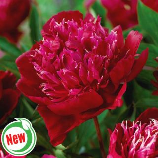 Red Spider Peony Thumbnail